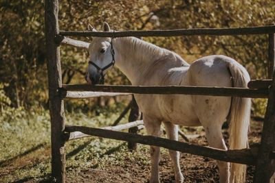 Horses in the field