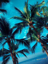 Low angle view of palm tree against sky