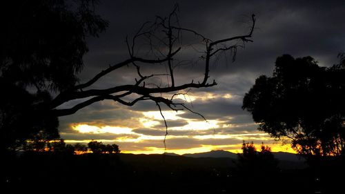 Silhouette of trees at sunset