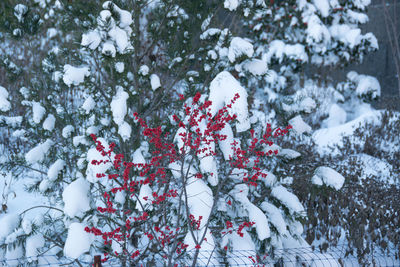 Close-up of white flowers