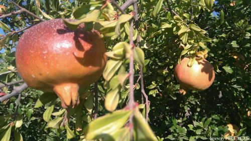 Close-up of fruits on tree