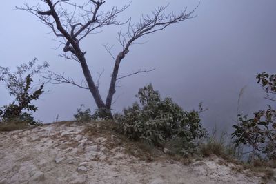 Bare trees on landscape against clear sky