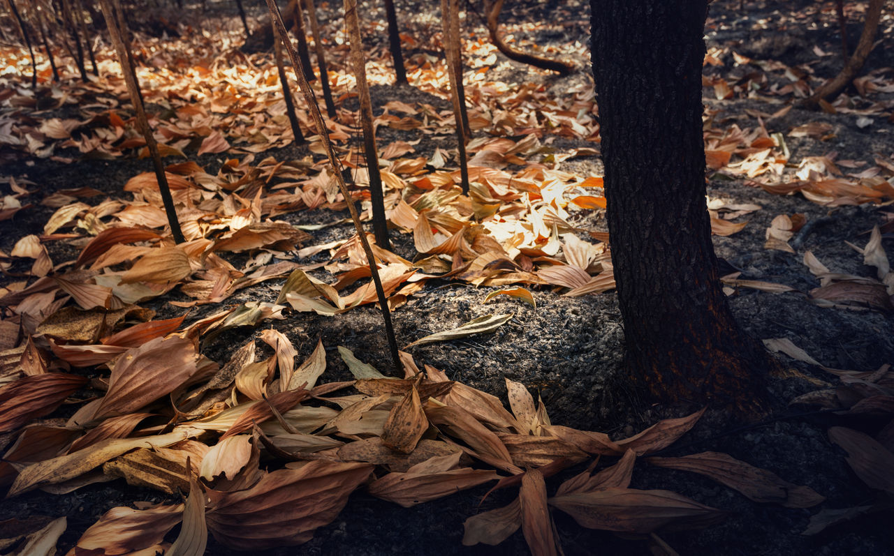 HIGH ANGLE VIEW OF FALLEN LEAVES ON FIELD