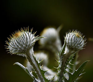 Close-up of dandelion on plant