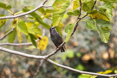 Bird perching on a branch