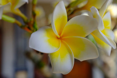 Close-up of yellow flower