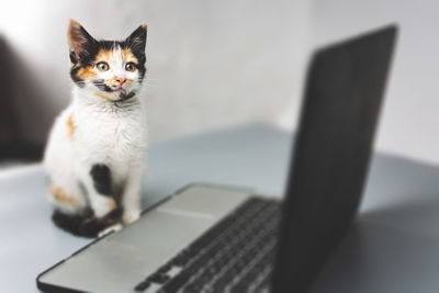 Portrait of cat sitting on table in front of a laptop