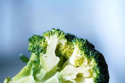 Close-up of briccoli slice against blue background