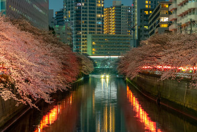 Cherry blossom season in tokyo at meguro river, river sakura festival