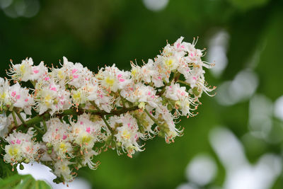 Close-up of pink cherry blossoms in spring