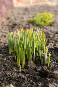 Narcissus sprouts come out of the ground in spring in the garden