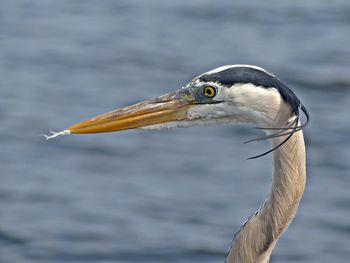 Close-up of a bird