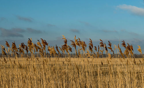 Plants against sky