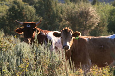 Cows standing on field