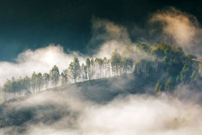 Trees in forest against sky