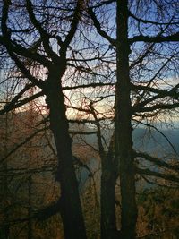 Low angle view of bare trees against sky