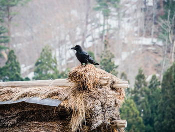 Bird perching on a tree