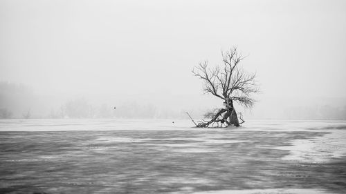 Bare tree on snow covered landscape against sky