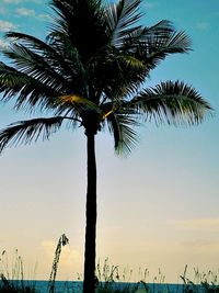 Low angle view of palm trees