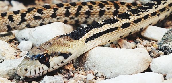 Close-up of lizard on rock