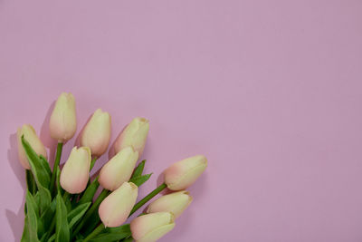 Close-up of pink tulips against white background