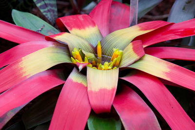 Close-up of day lily blooming outdoors