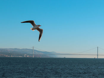 Seagulls flying over sea against clear sky