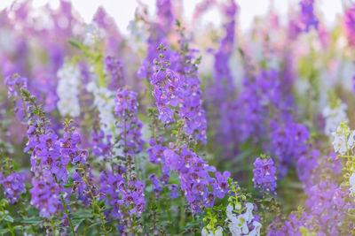 Close-up of purple flowering plants on field