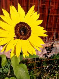 Close-up of sunflower blooming outdoors