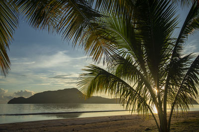 Palm trees on beach against sky