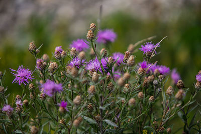 Close-up of purple flowering plants on field