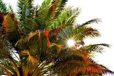 Low angle view of coconut palm tree against sky