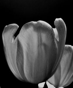 Close-up of tulip against black background