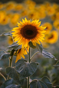 Close-up of sunflower