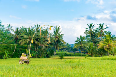 Scenic view of agricultural field against sky