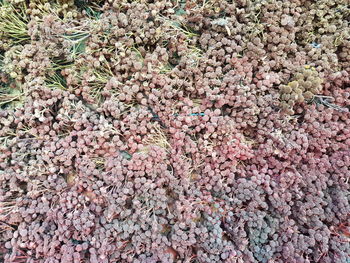 High angle view of pink flowering plants