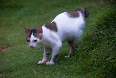 Side view of cat on grass