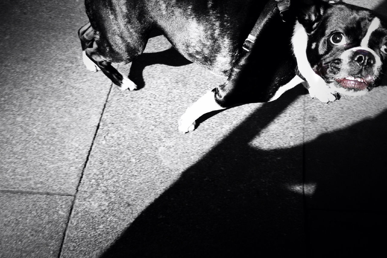 domestic animals, pets, dog, animal themes, mammal, one animal, low section, high angle view, pet owner, street, person, men, part of, unrecognizable person, lifestyles, shadow, sunlight