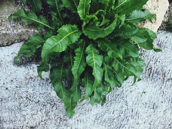 Close-up of fresh green plant