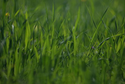 Full frame shot of crops growing on field