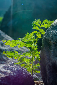 Close-up of plant growing on rock