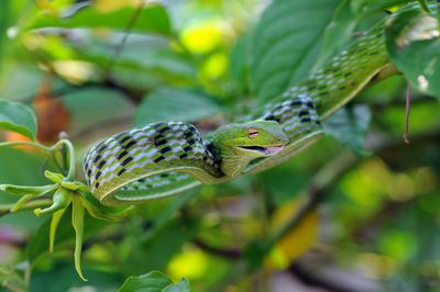 Close-up of snake on tree