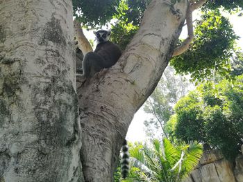 Low angle view of cat on tree