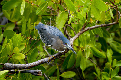 Bird perching on a tree