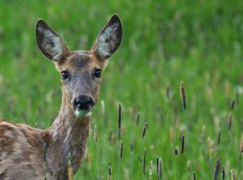Portrait of deer