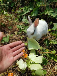 Midsection of person hand by plants