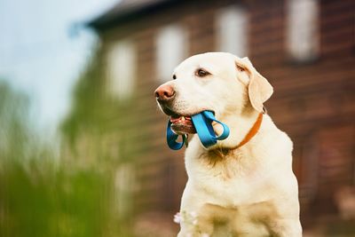 Dog carrying pet collar in mouth while sitting against house