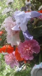 Close-up of pink flowers