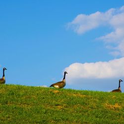 Low angle view of canada geese on grassy field