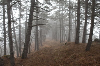 Trees in forest